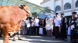 Gubernur Gorontalo Serahkan Sapi Bantuan Kurban Presiden RI